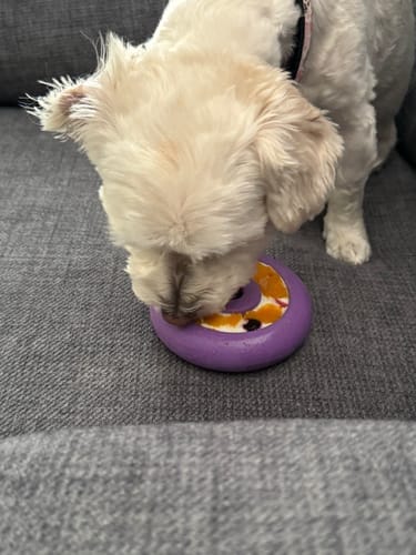 Customer photo review of Freez Doughnut - Super Durable Treat Toy