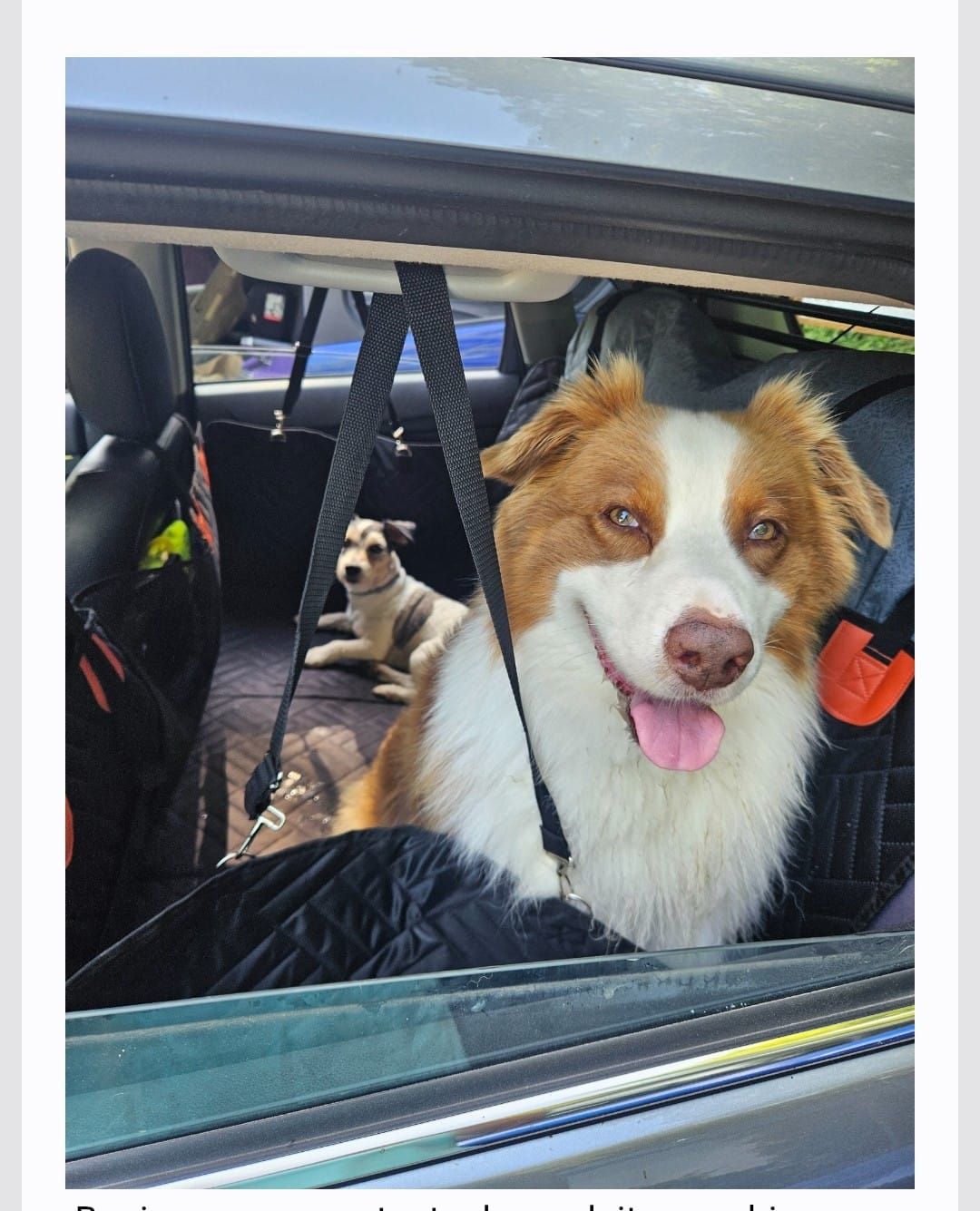 Customer photo review of Housse de voiture pour chien - K9 GuardShield : protection intégrale
