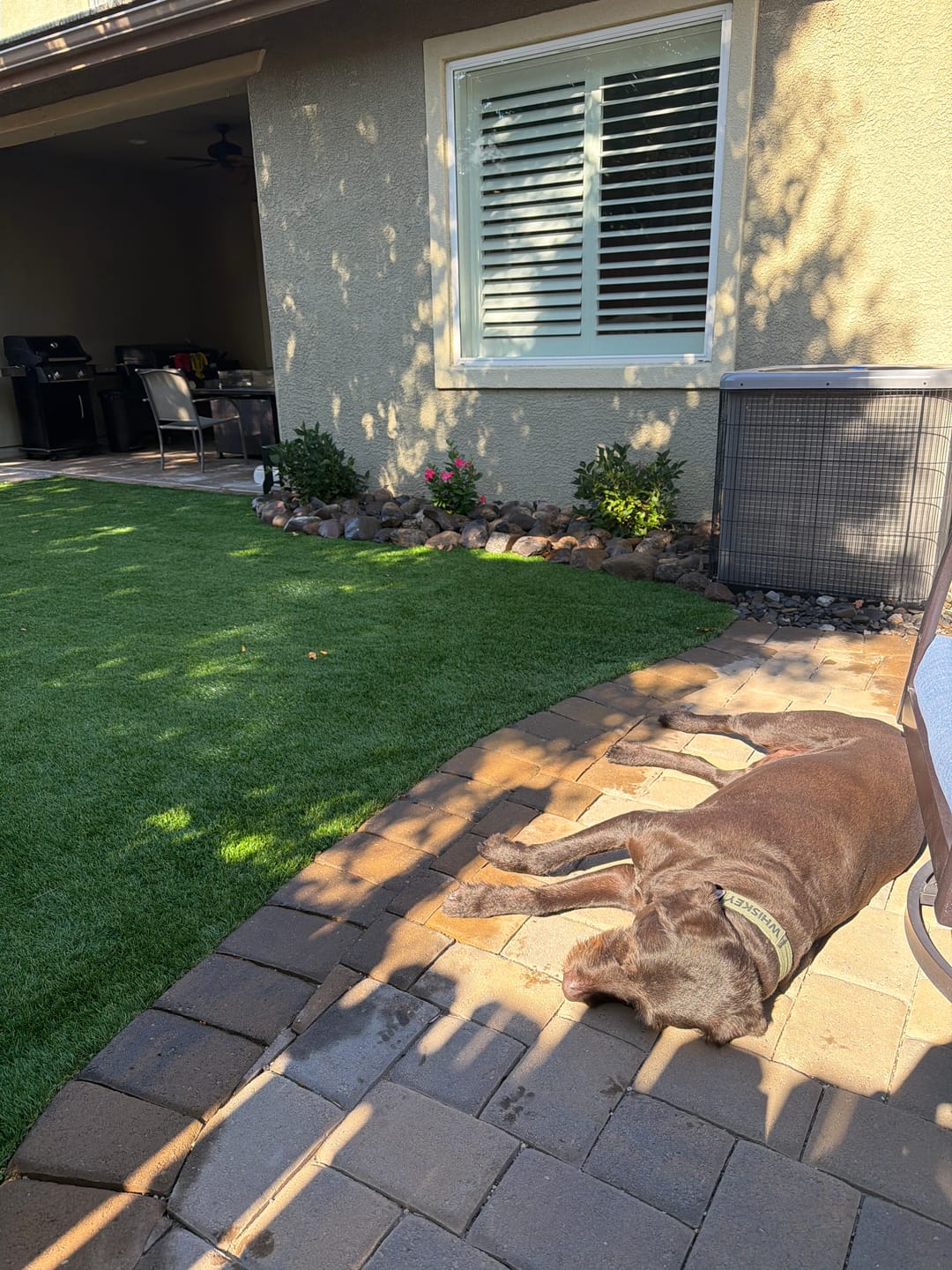 Customer photo review of Pet Odor Eliminator (PE-51) - Economy Pack
