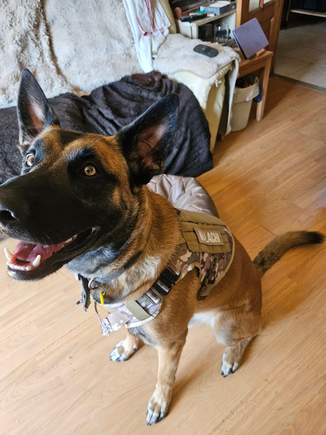 Customer photo review of STRIKER™ Military-Grade Tactical No-Pull Harness V4