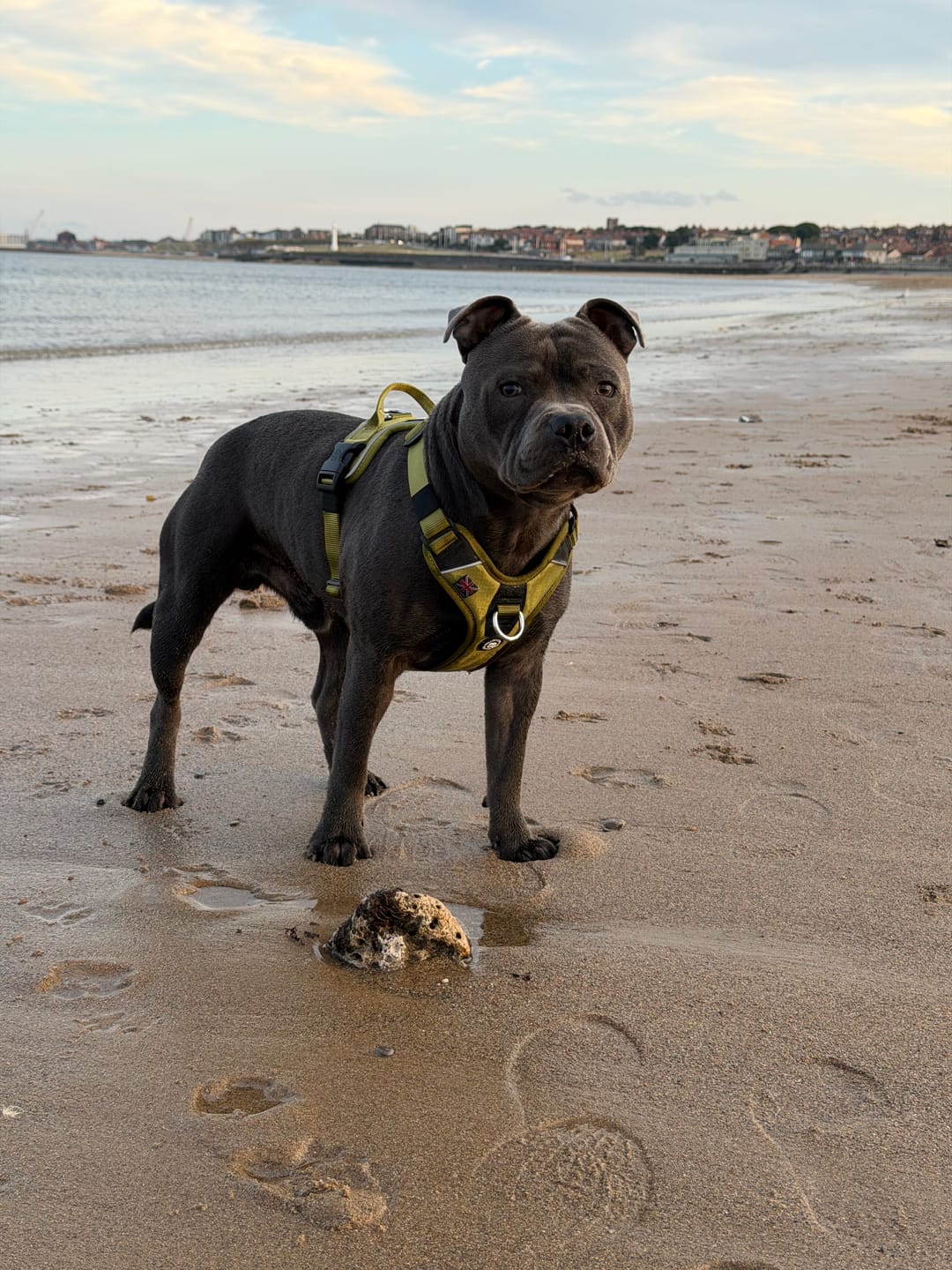 Customer photo review of Anti Pull Hurricane Harness Lighter | With Handle - Olive Green