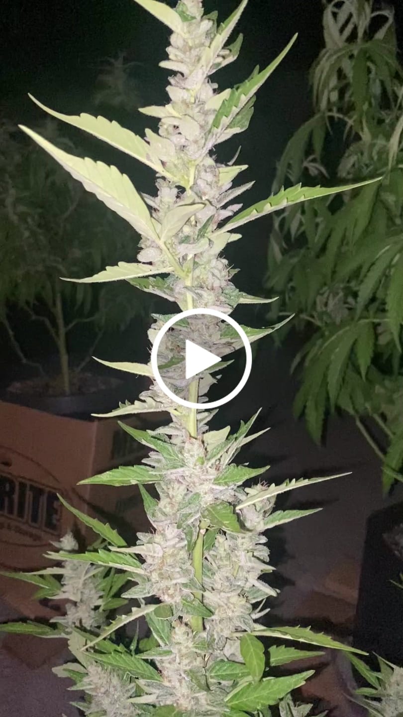 Customer video review of Sweet & Sticky