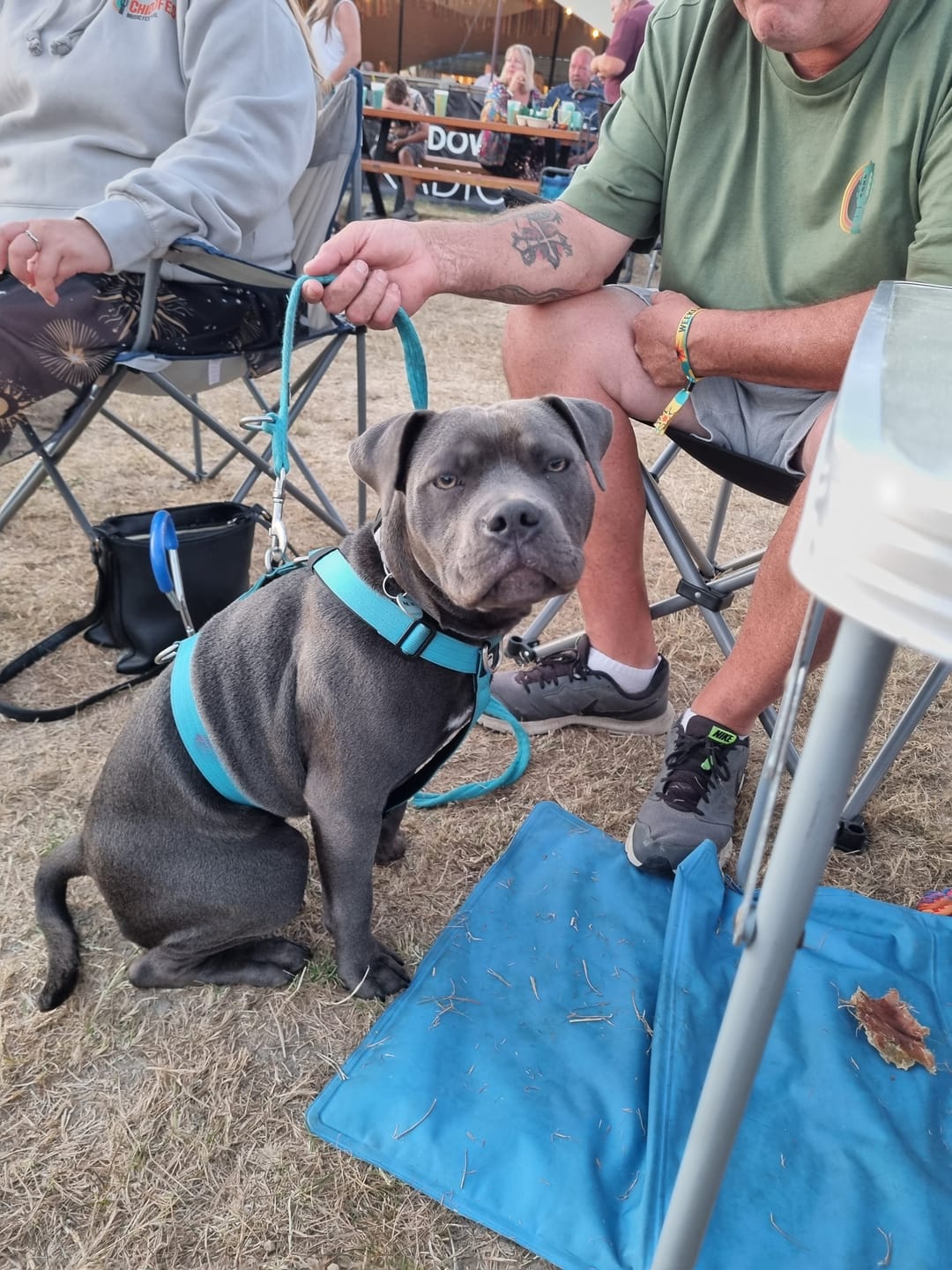 Customer photo review of Anti-Pull TRI-Harness® | Training Dog Harness for All Breeds - Light Blue