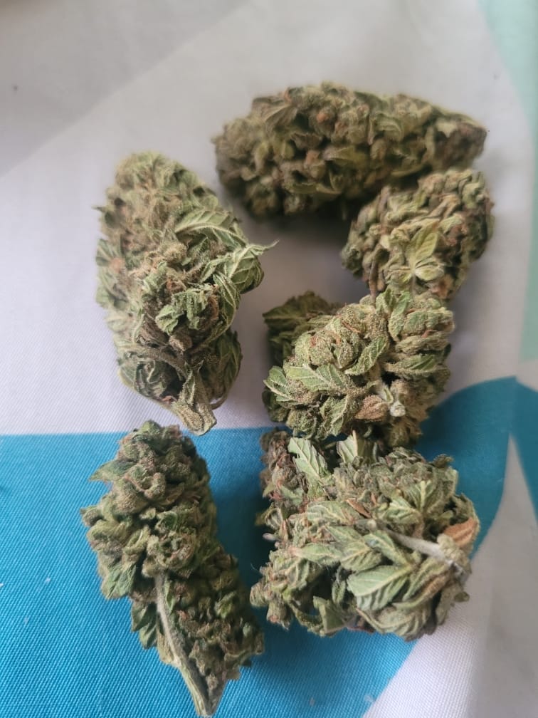 Customer photo review of Guava Lato - 28 Grams - Hybrid