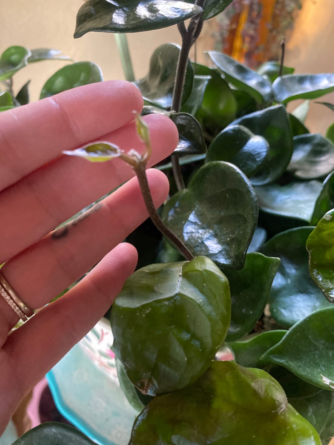 Customer photo review of Root Boost