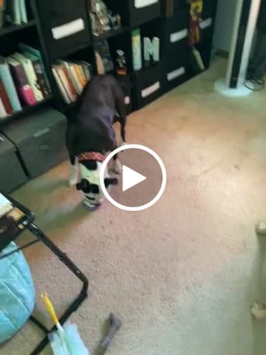 Customer photo review of Freez Doughnut - Super Durable Treat Toy