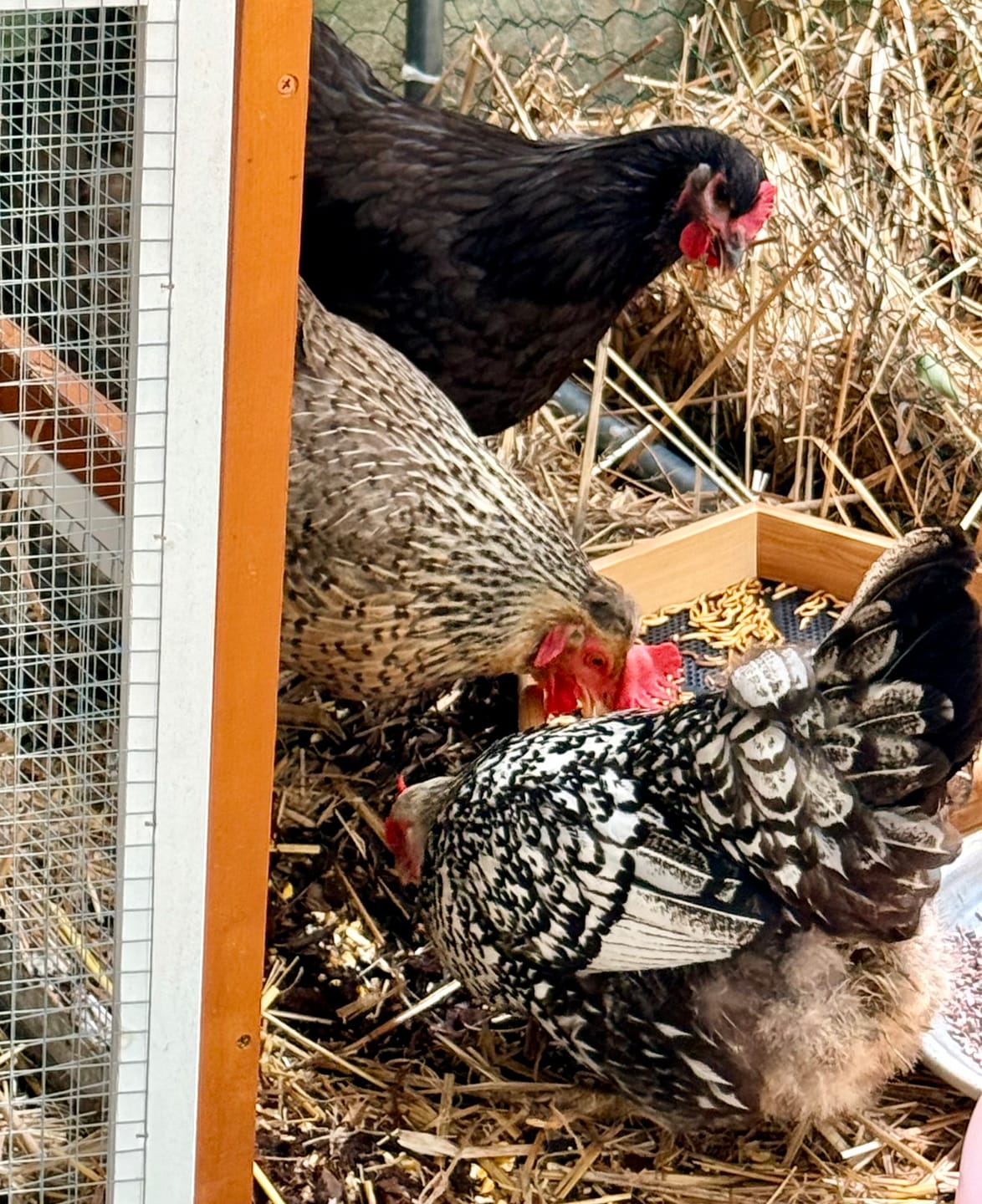Customer photo review of GrubTerra Coop Refresher. Keeps The Coop Smelling Fresh For Longer!