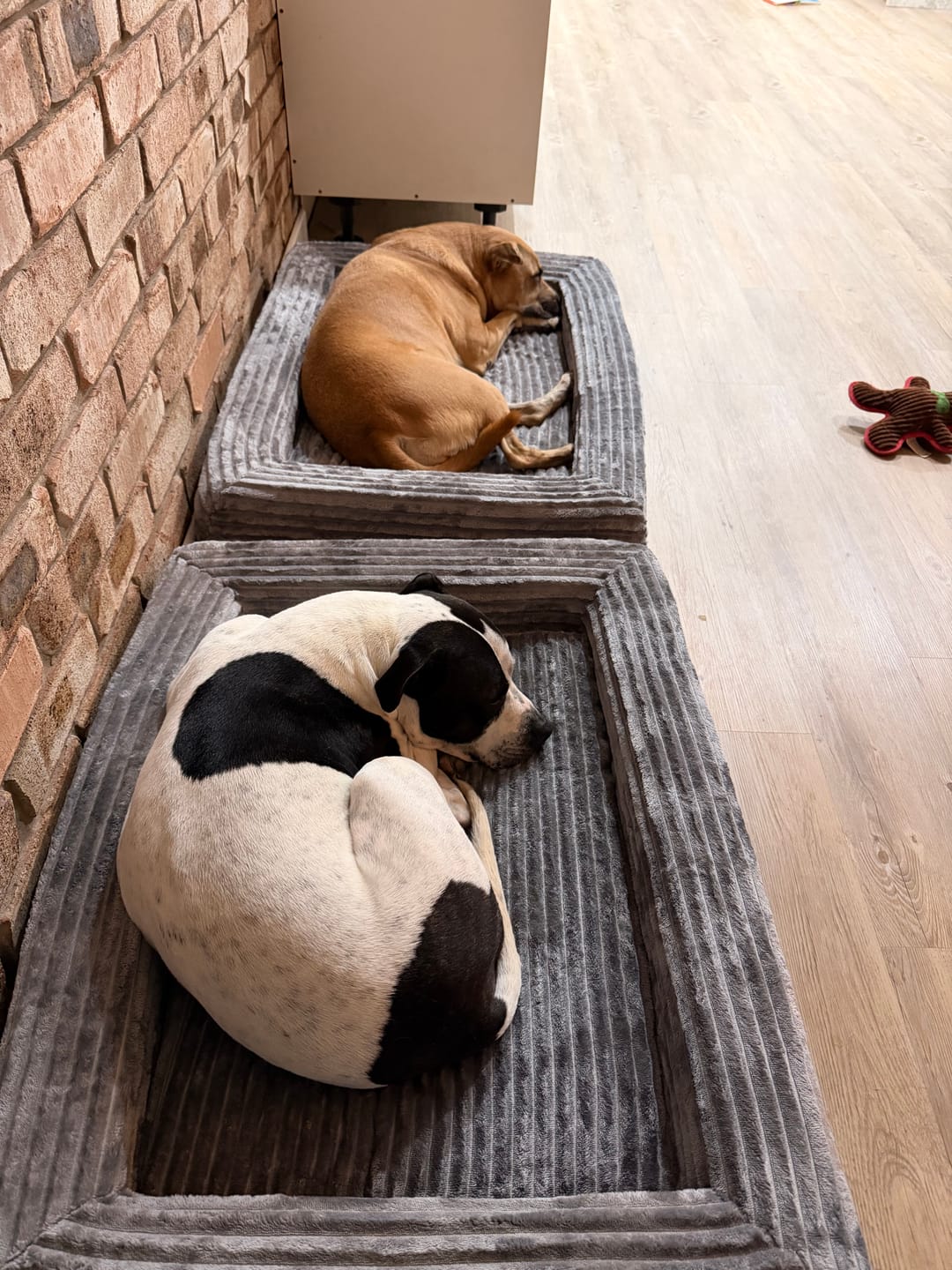 Customer photo review of Pet Calming Bed – Waterproof & Washable