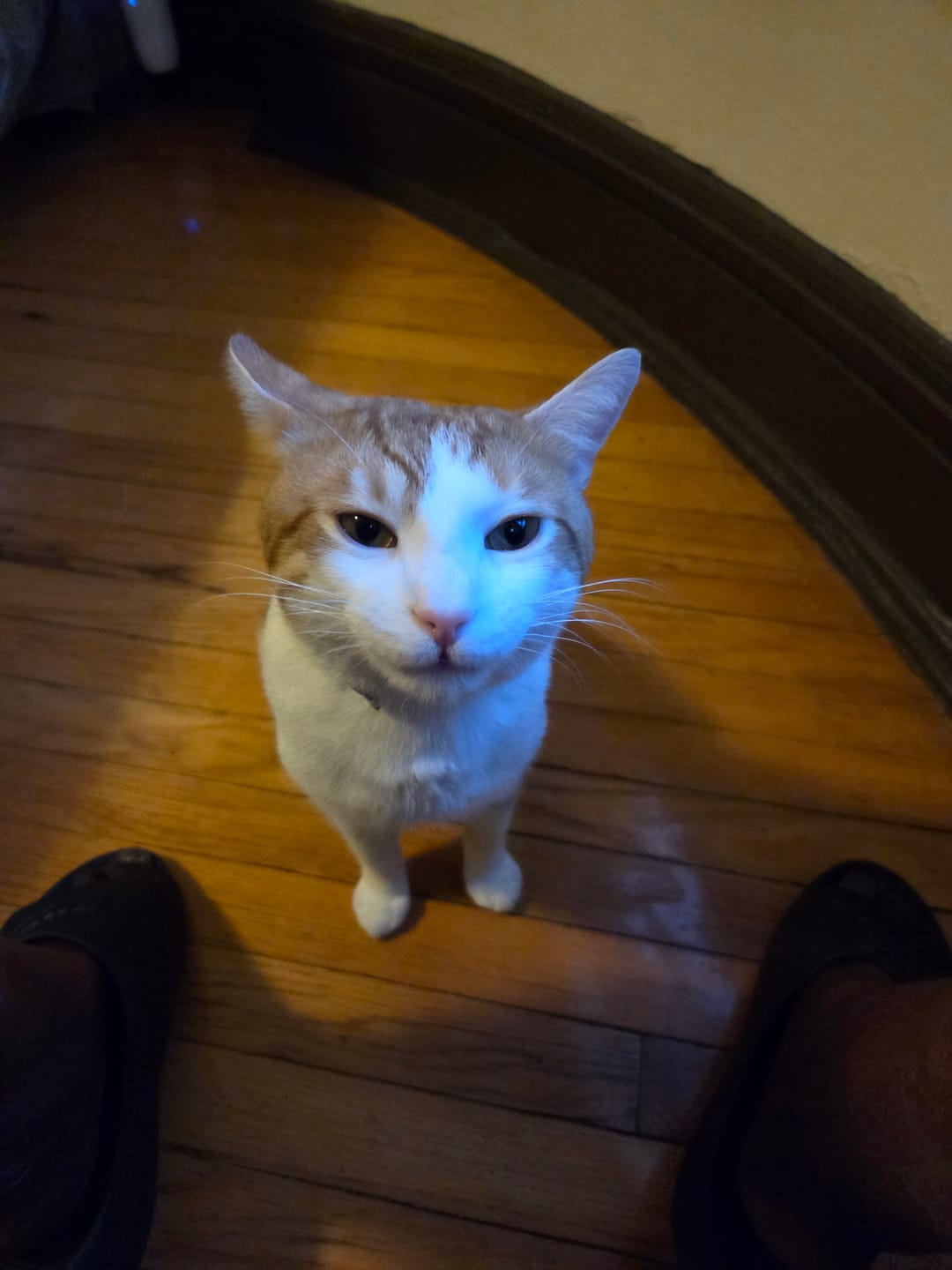 Customer photo review of 3x Blisso Advanced Cat Probiotic