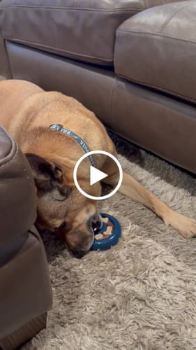 Customer photo review of Freez Doughnut - Super Durable Treat Toy