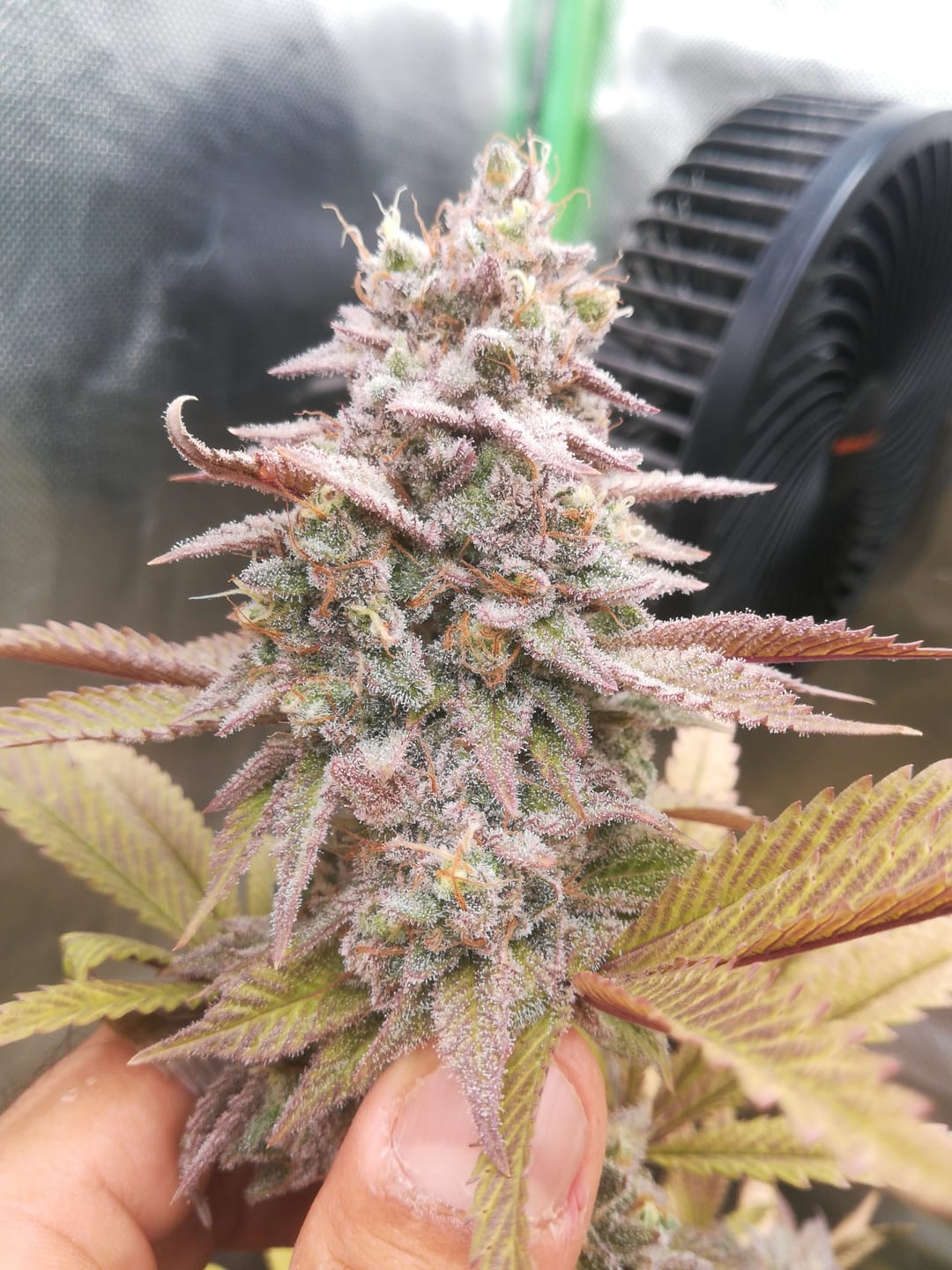 Customer photo review of Hanfstecklinge | Picasso Moon