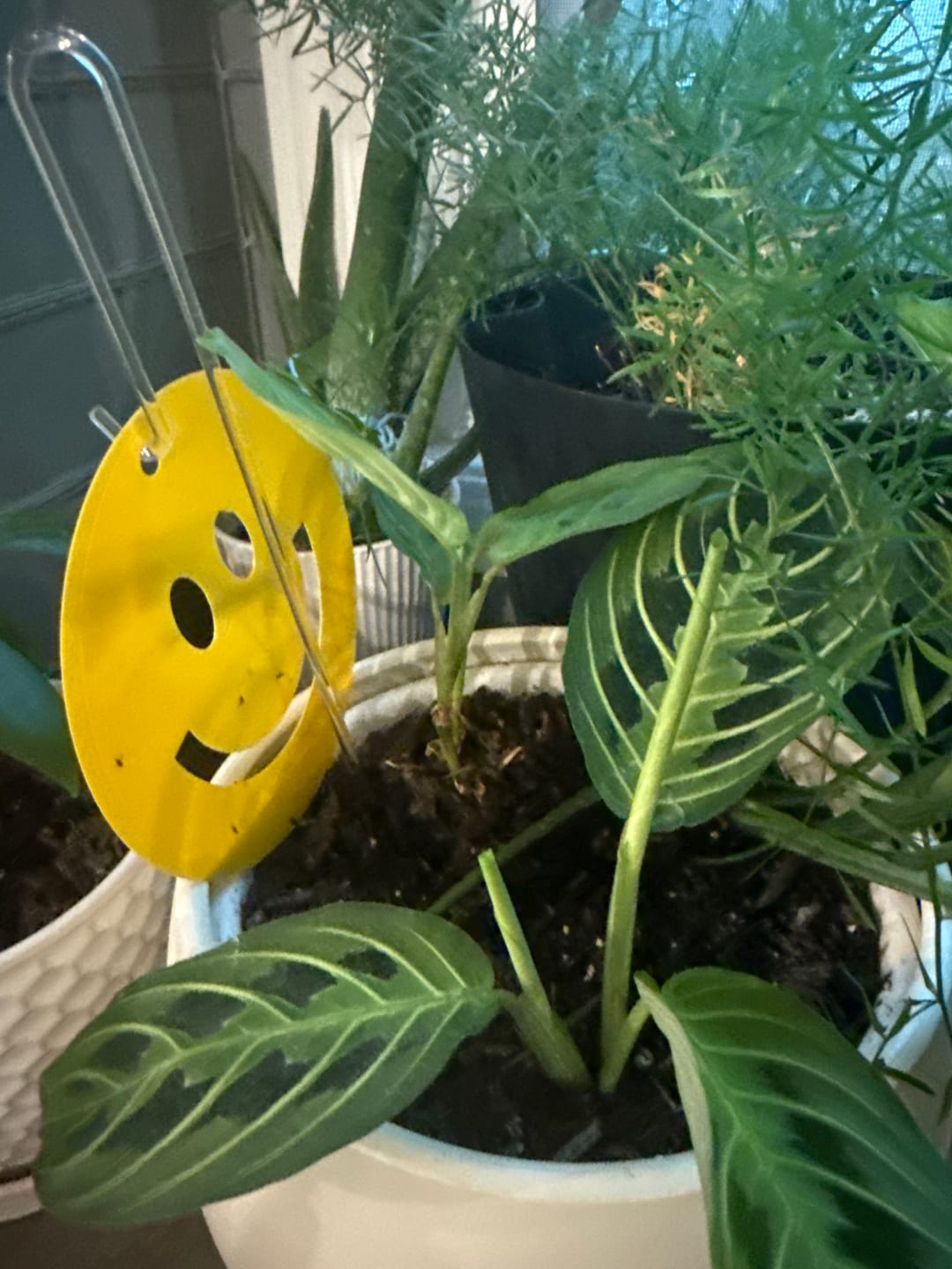 Customer photo review of Killer Smiles