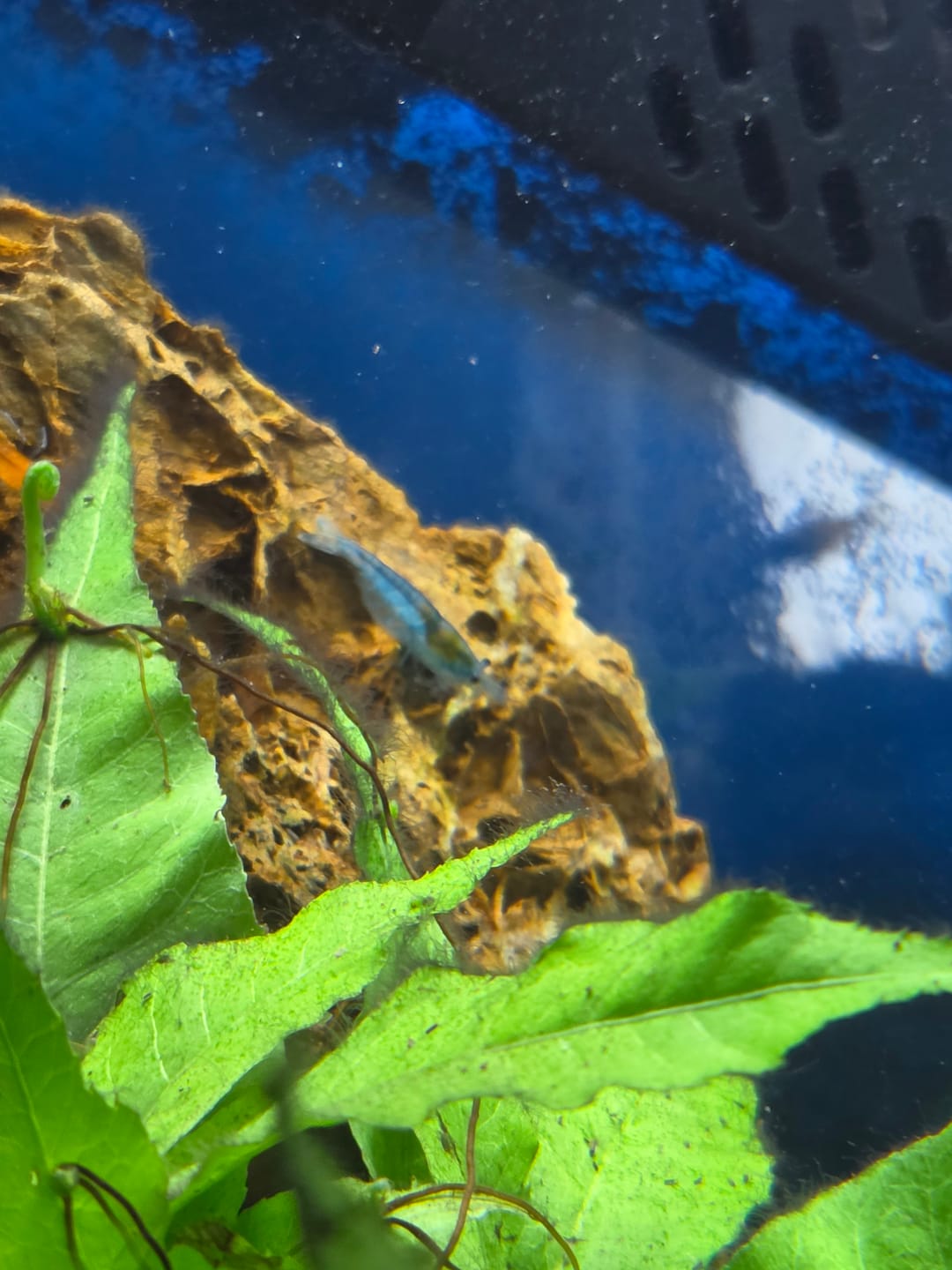 Customer photo review of Blue Dream Shrimp