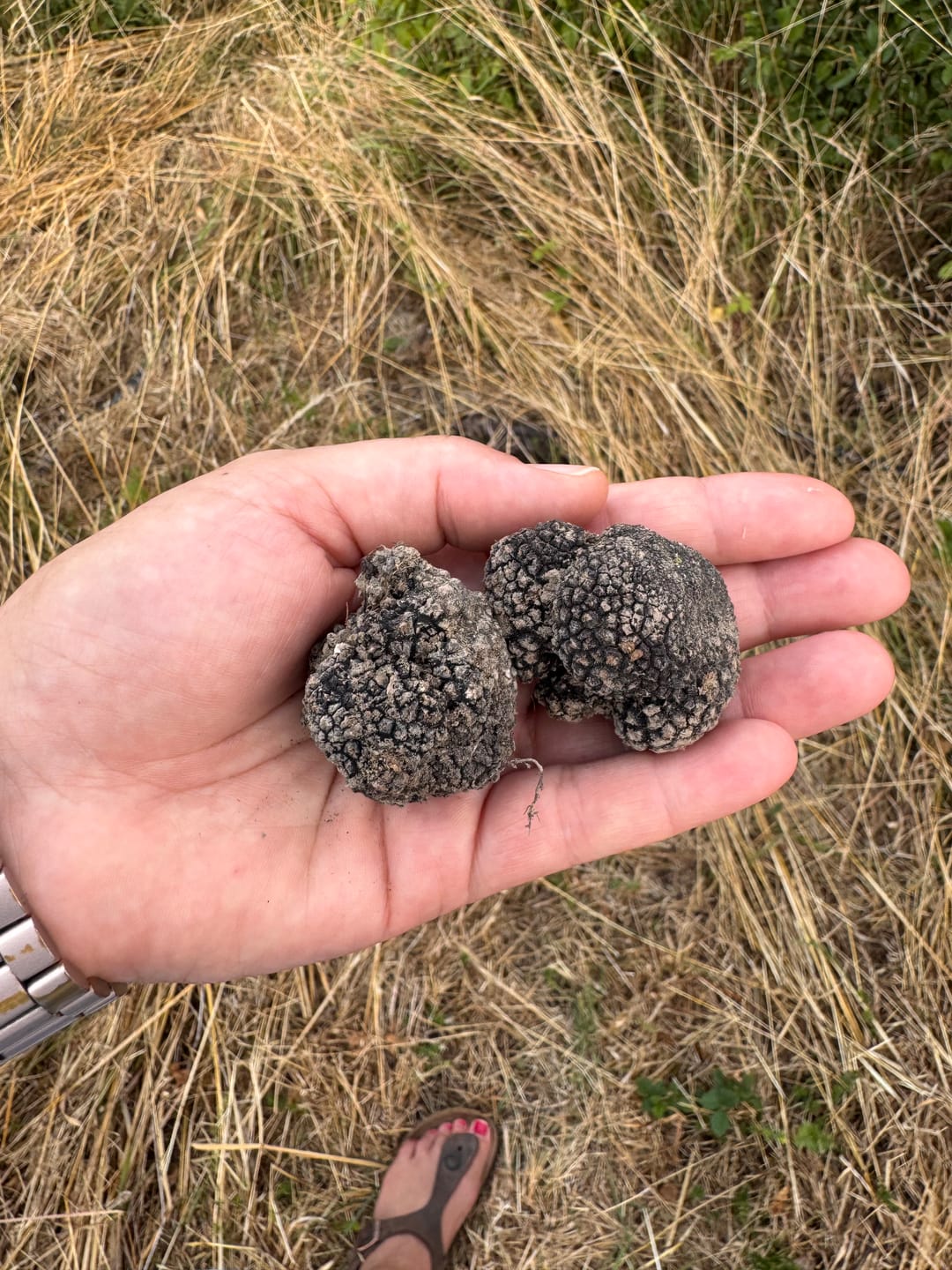 Customer photo review of La Chasse aux Truffes – Die Trüffeljagd à la Pierre