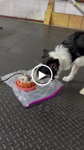 Customer photo review of Freez Doughnut - Super Durable Treat Toy