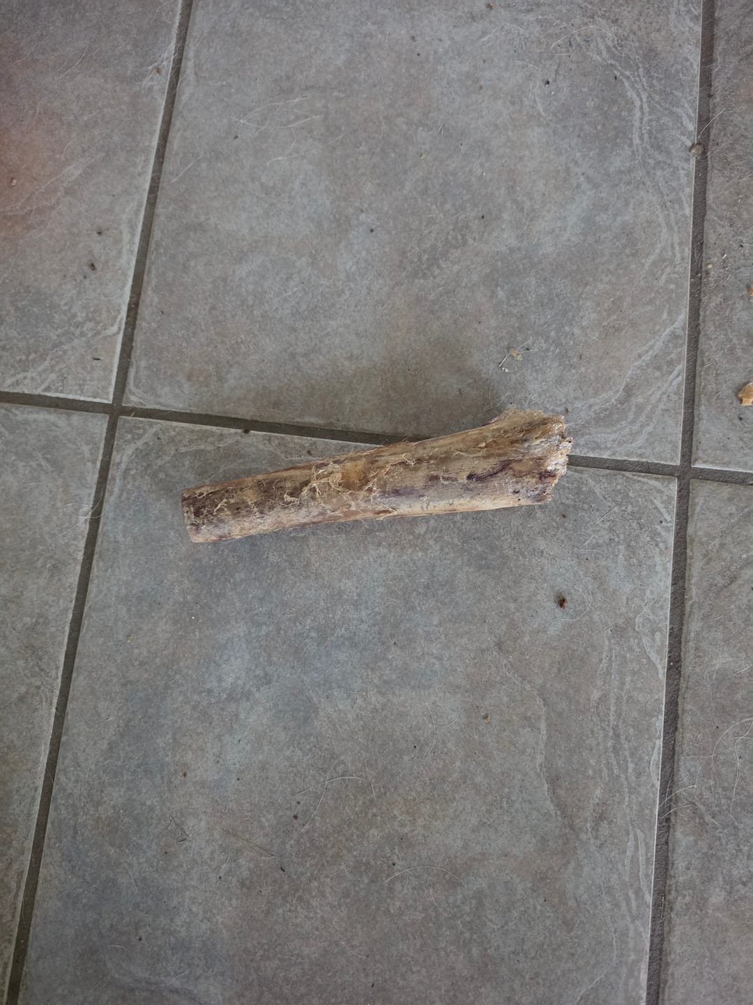 Customer photo review of Medium Ostrich Cane (10" x 3"): The Long-Lasting, Flavor-Packed Chew for Medium & Large Dogs