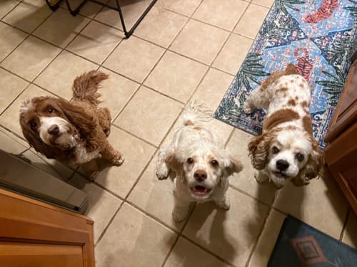 Customer photo review of Freezball - Durable Fillable Dog Chew Bone