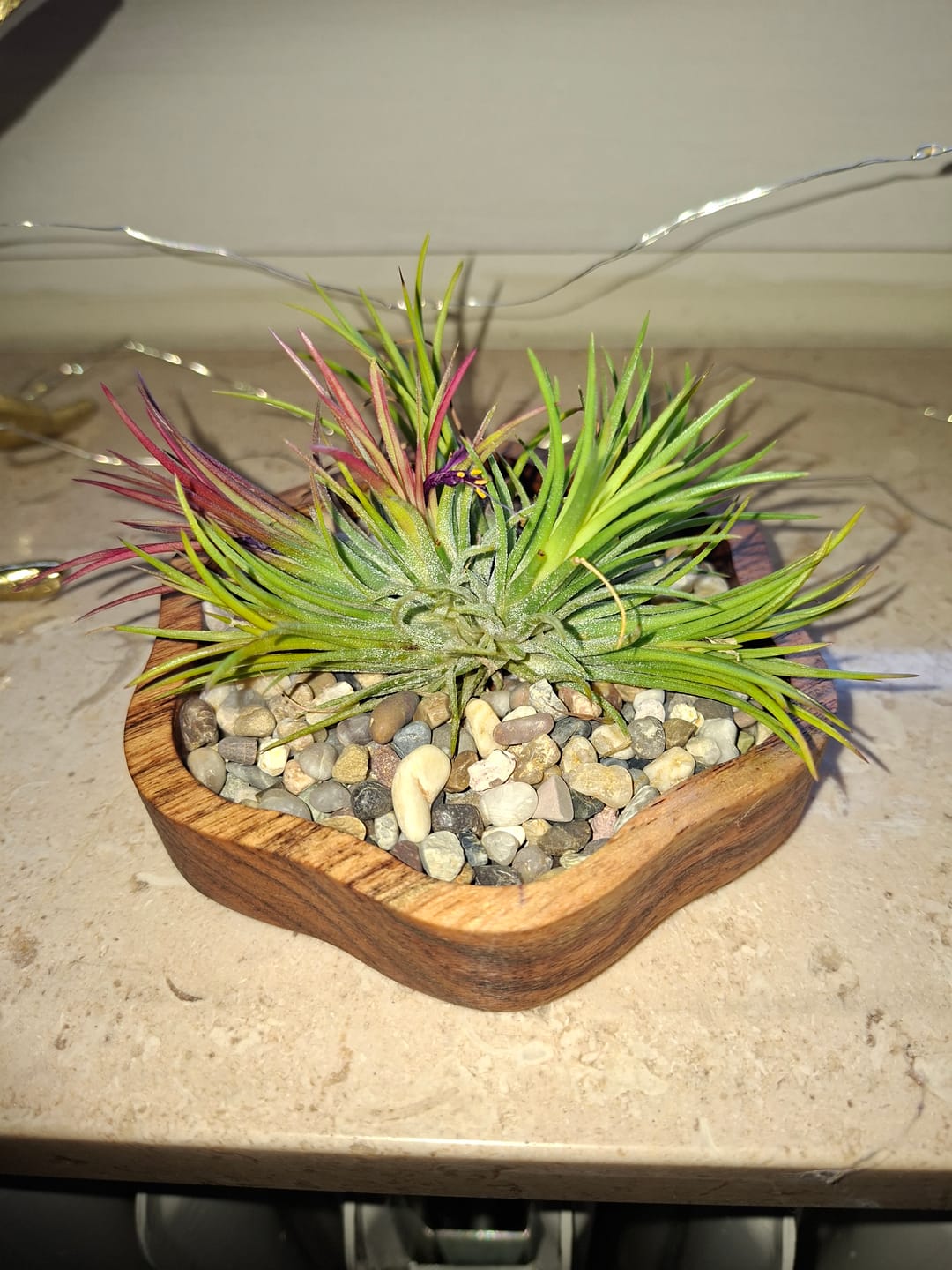 Customer photo review of Tillandsia Ionantha 'fuego' - Pulk