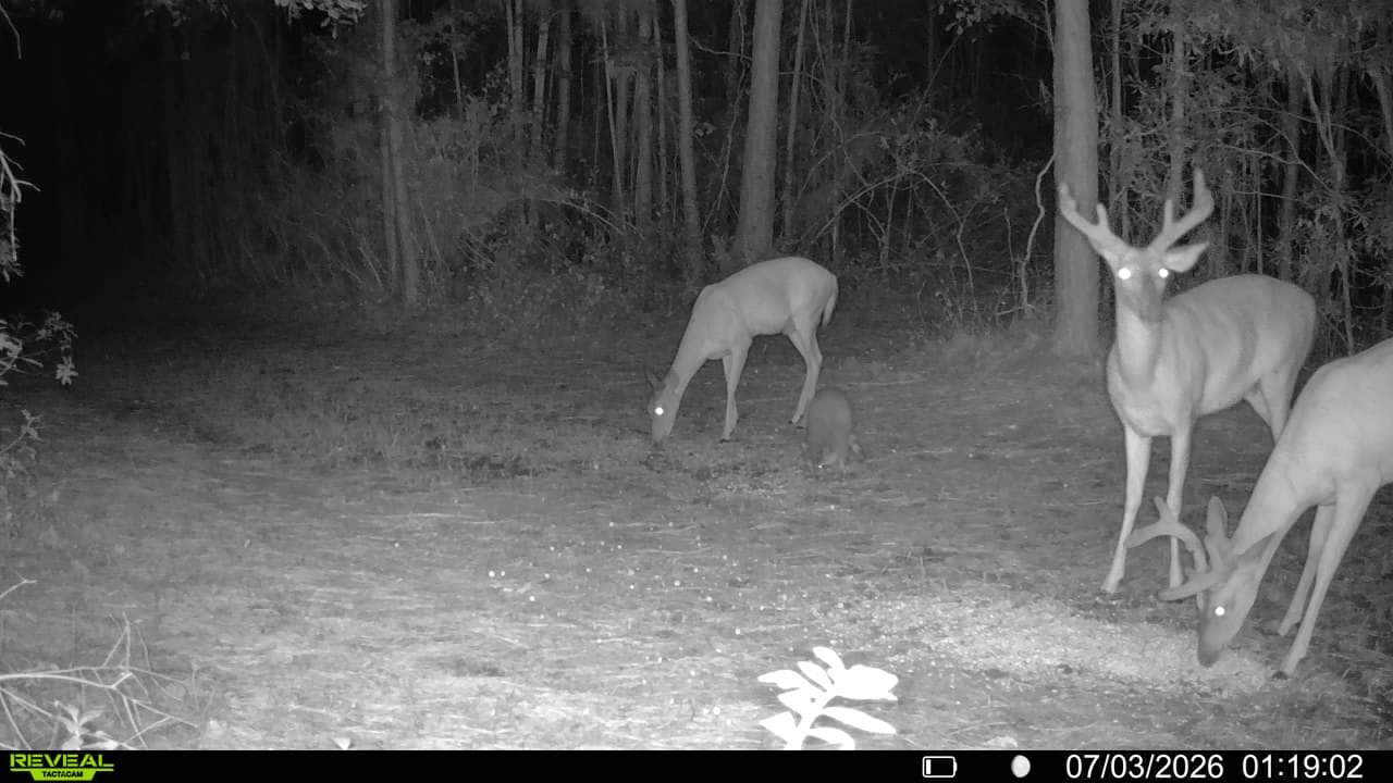 Customer photo review of Antler IV Mineral Attractant