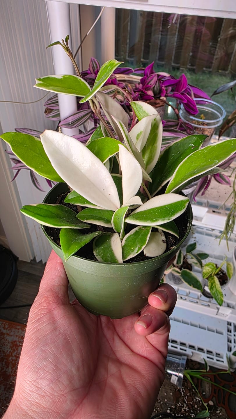 Customer photo review of Hoya Carnosa ‘Krimson Queen' in 4" Grow Pot – Tricolor Variegated Hoya Plant – Easy Care Trailing Houseplant - Air Purifying Indoor Plant - Tropical Houseplant - Easy Care Plant