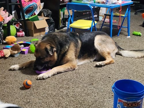 Customer photo review of Freez Doughnut - Super Durable Treat Toy