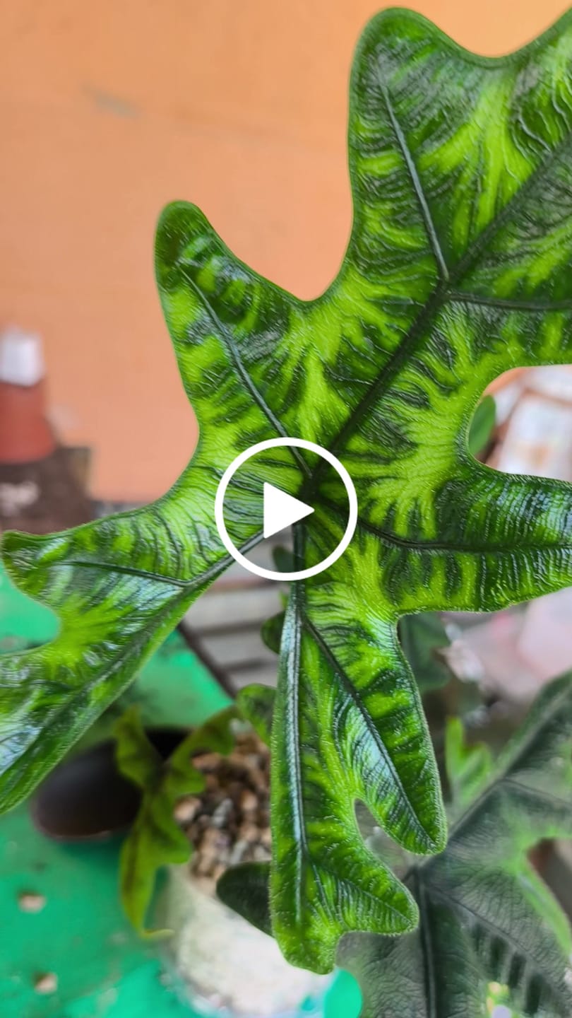 Customer video review of Square Self-Watering Plant Pots