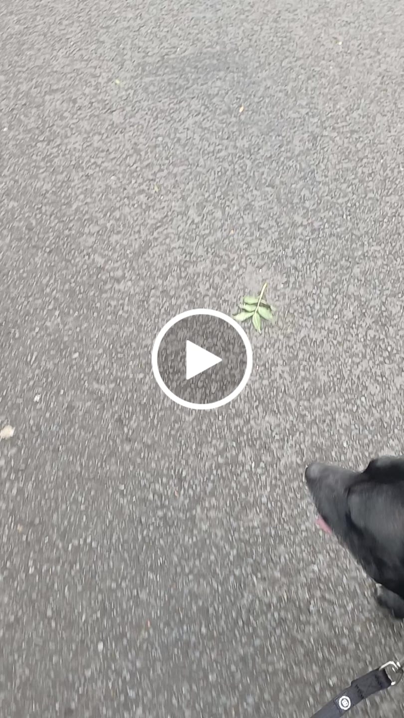 Customer video review of Training Double Ended Dog Lead | 2m Length -  Black