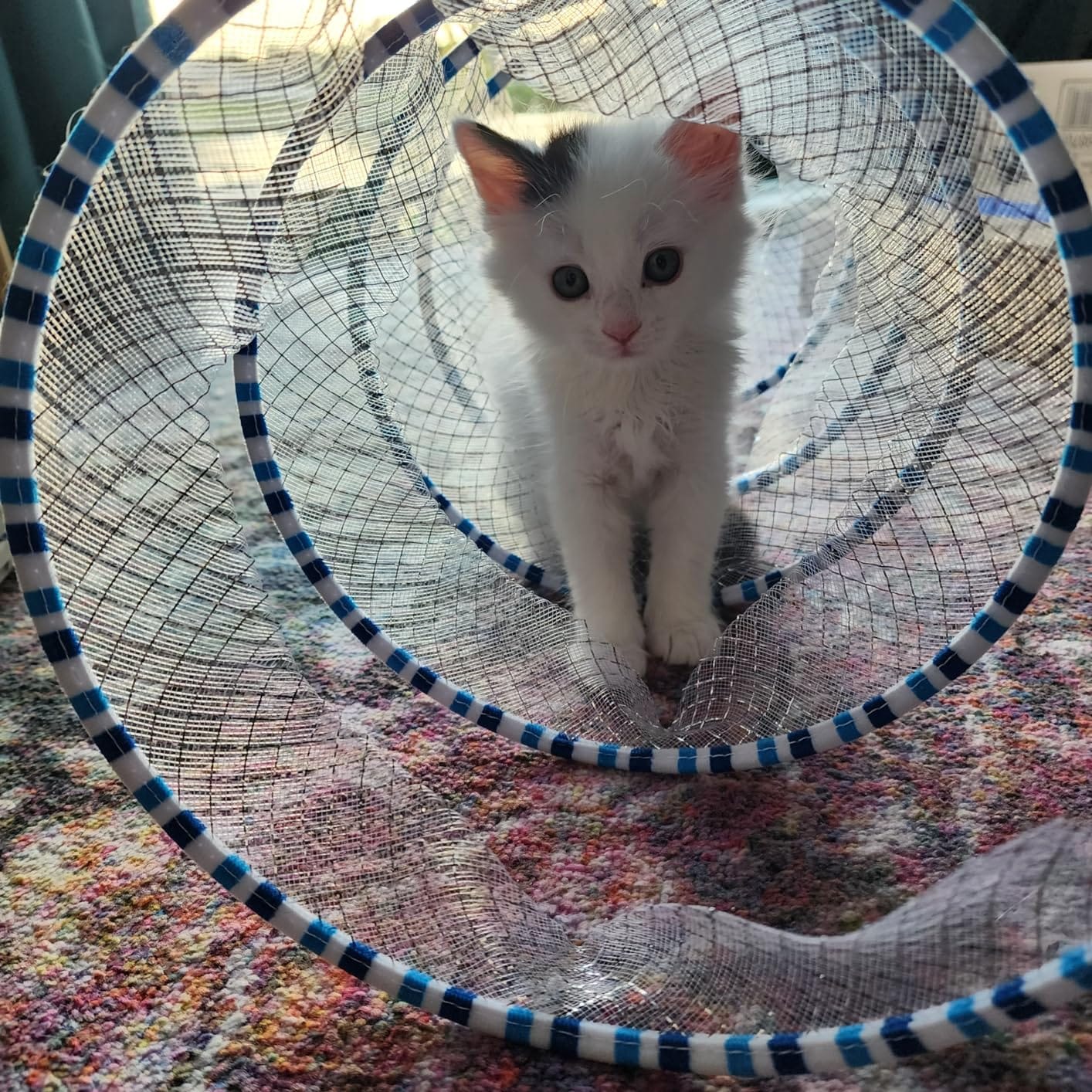 Customer photo review of Coil Chase™ Foldable Spiral Cat Toy