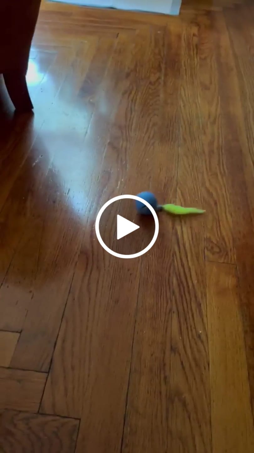 Customer video review of SPEEDY TAIL 2.0