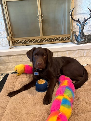 Customer photo review of Freezball - Durable Fillable Dog Chew Bone