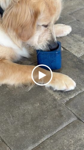 Customer photo review of Freezbox - Super Tough Treat Toy