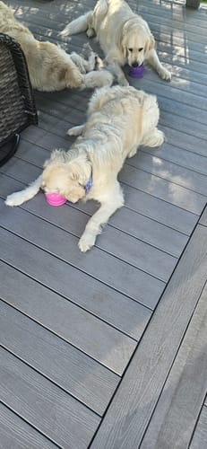 Customer photo review of FreezBall Bundle — Best value on the most-loved bones