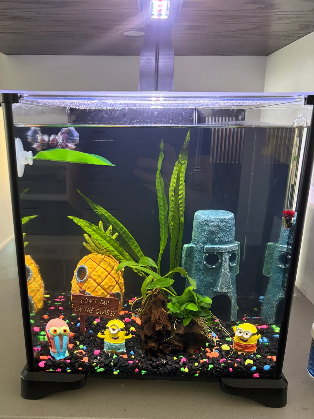 Customer photo review of Fluval Premium Betta Kit
