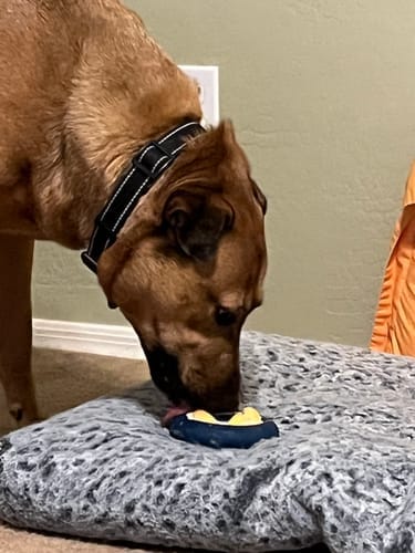 Customer photo review of Freez Doughnut - Super Durable Treat Toy