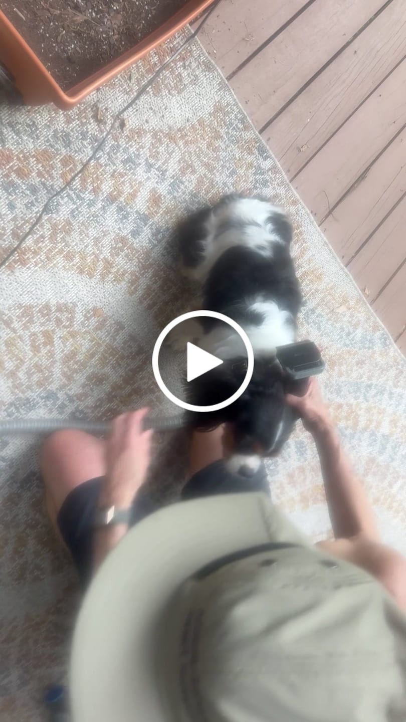 Customer video review of Reusable Lint/Fur Remover Wand Attachment + Grooming Vacuum Accessory Organizer