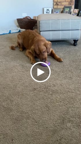 Customer photo review of Freez Doughnut - Super Durable Treat Toy
