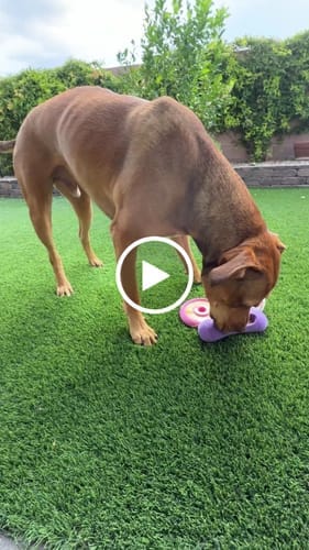 Customer photo review of Freez Doughnut - Super Durable Treat Toy