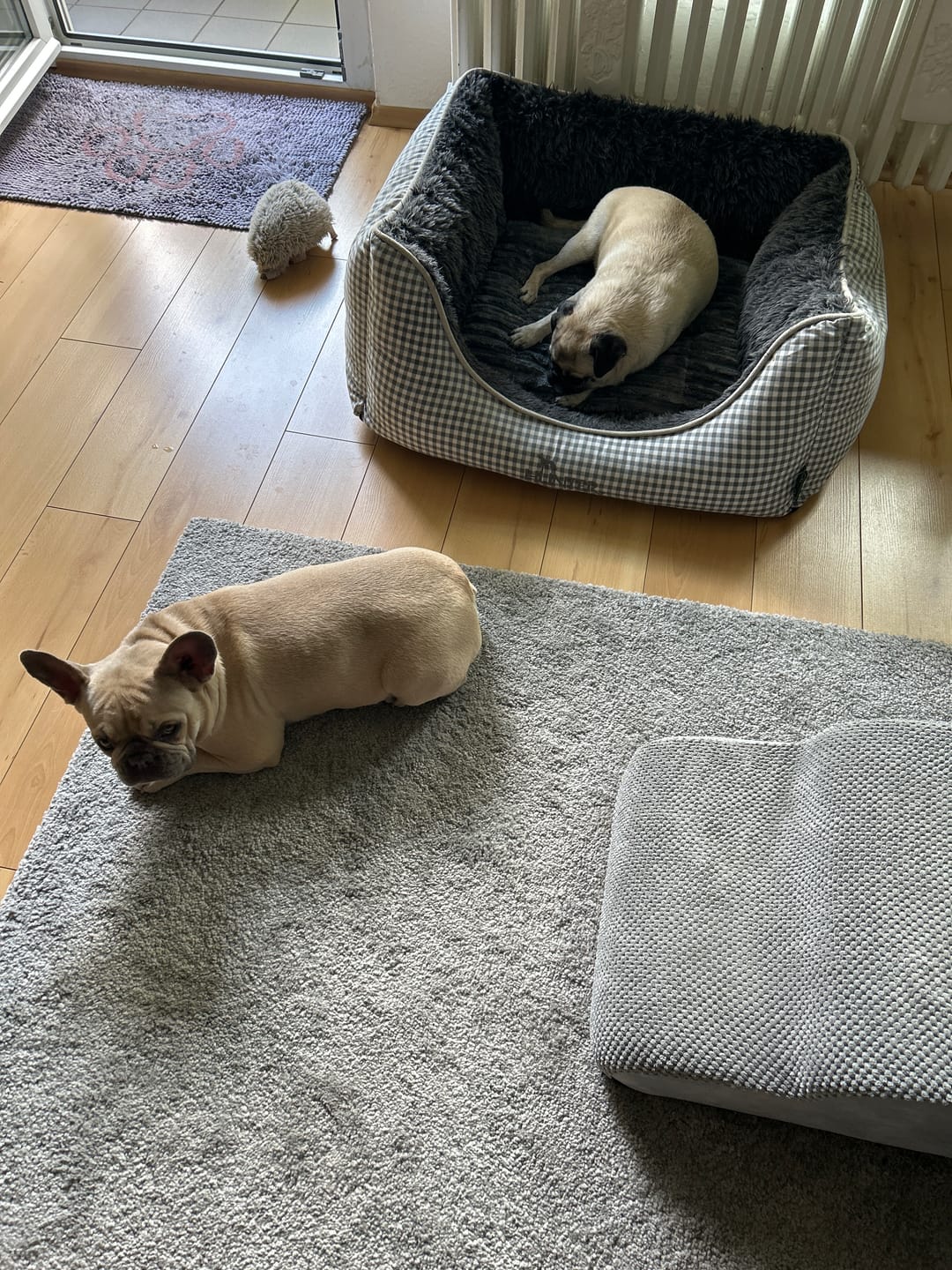 Customer photo review of PetLounge I Premium Sofa-Schutz