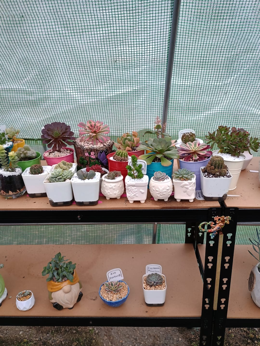 Customer photo review of The Brain Cactus - Mammillaria elongata f. cristata