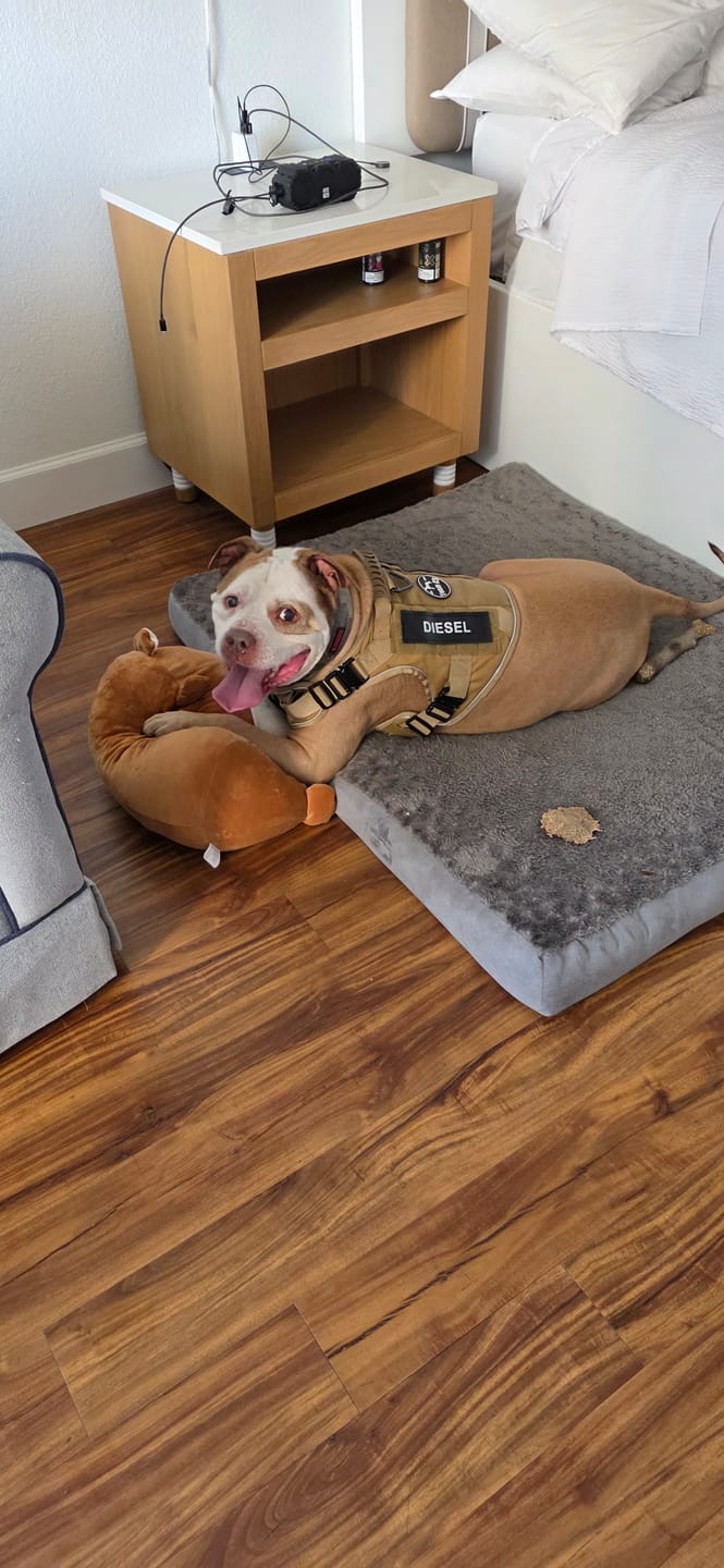 Customer photo review of Team K9® Custom Harness Patch (Printed Pair)