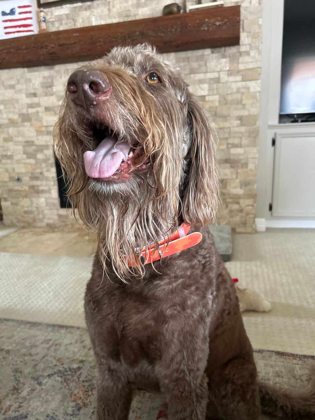 Customer photo review of CP - Hunter Orange Camo Dog Collar