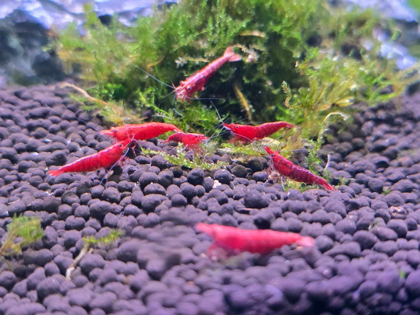 Customer photo review of Fire Red Cherry Shrimp
