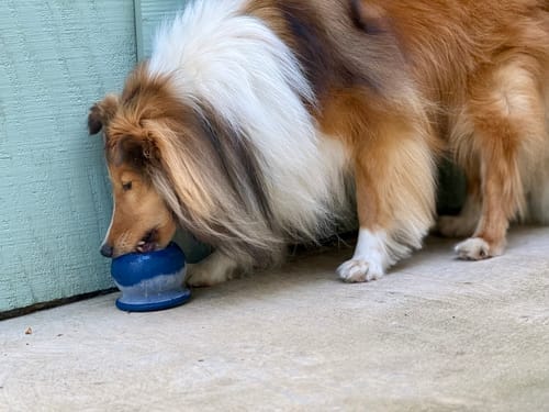 Customer photo review of Freezball - Durable Fillable Dog Chew Bone