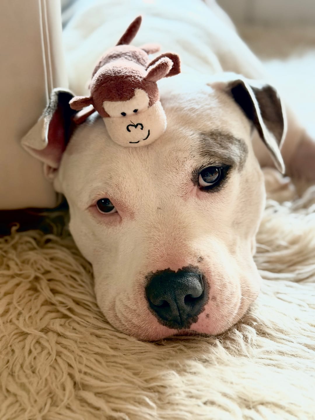 Customer photo review of 6 Inch Thick Braided Bully Stick