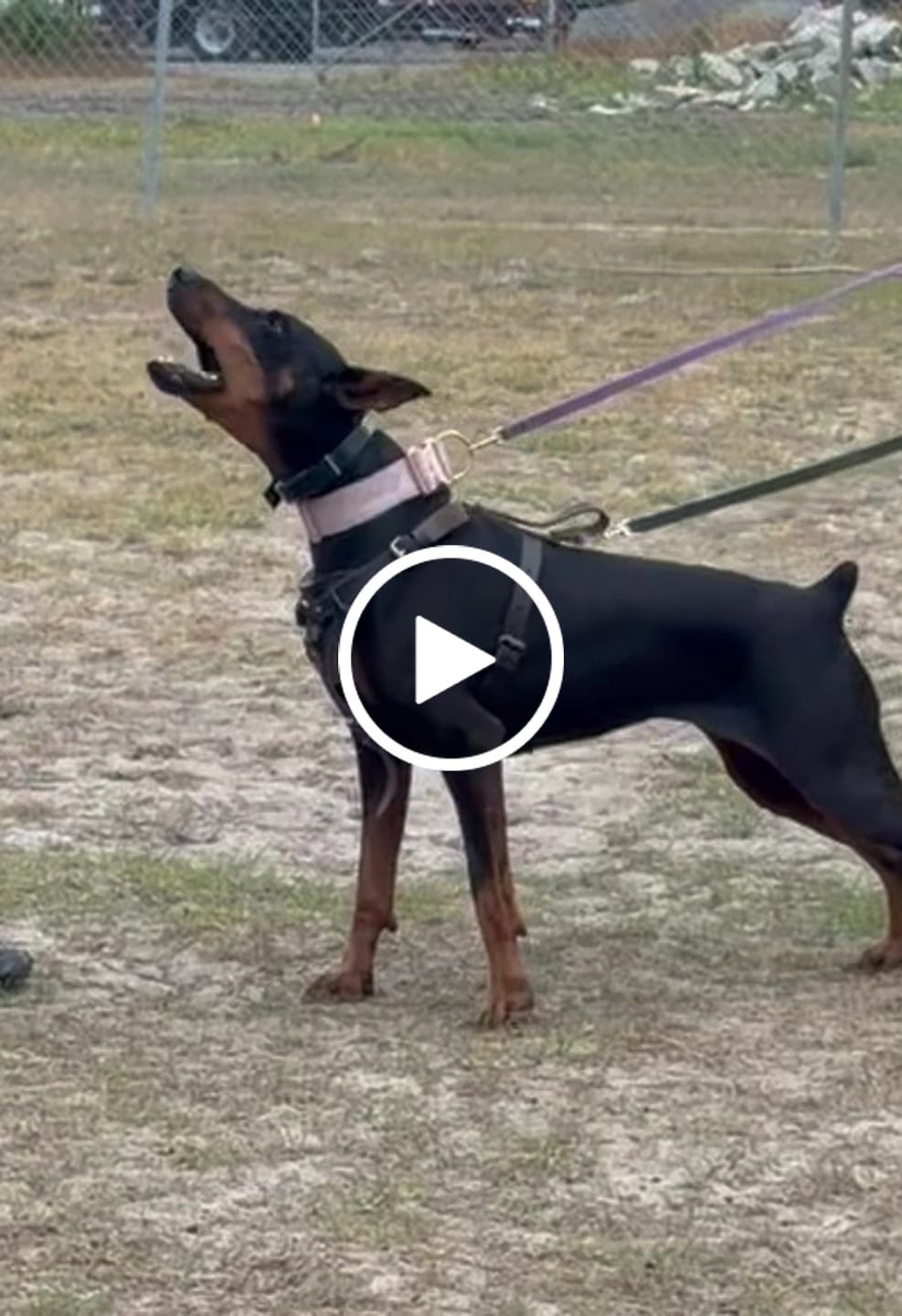 Customer video review of 2" Tacti Luxe Dog Collar - Rose Gold - Sofia