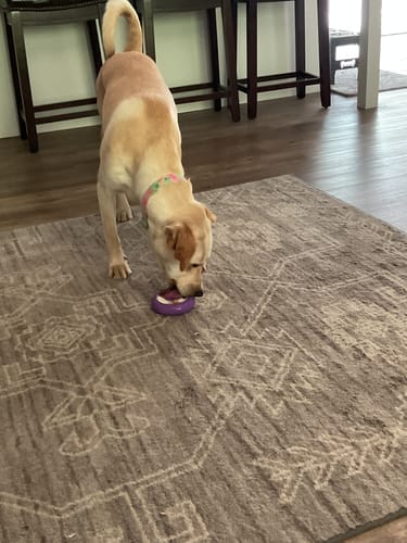 Customer photo review of Freez Doughnut - Super Durable Treat Toy