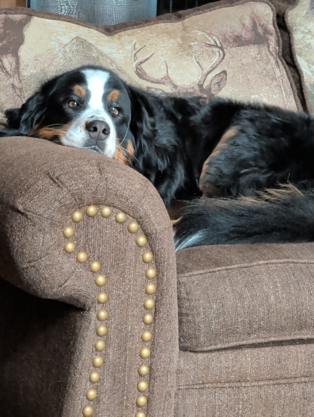 Customer photo review of Bark-Less Bites - XL Breed