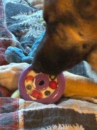 Customer photo review of Freez Doughnut - Super Durable Treat Toy