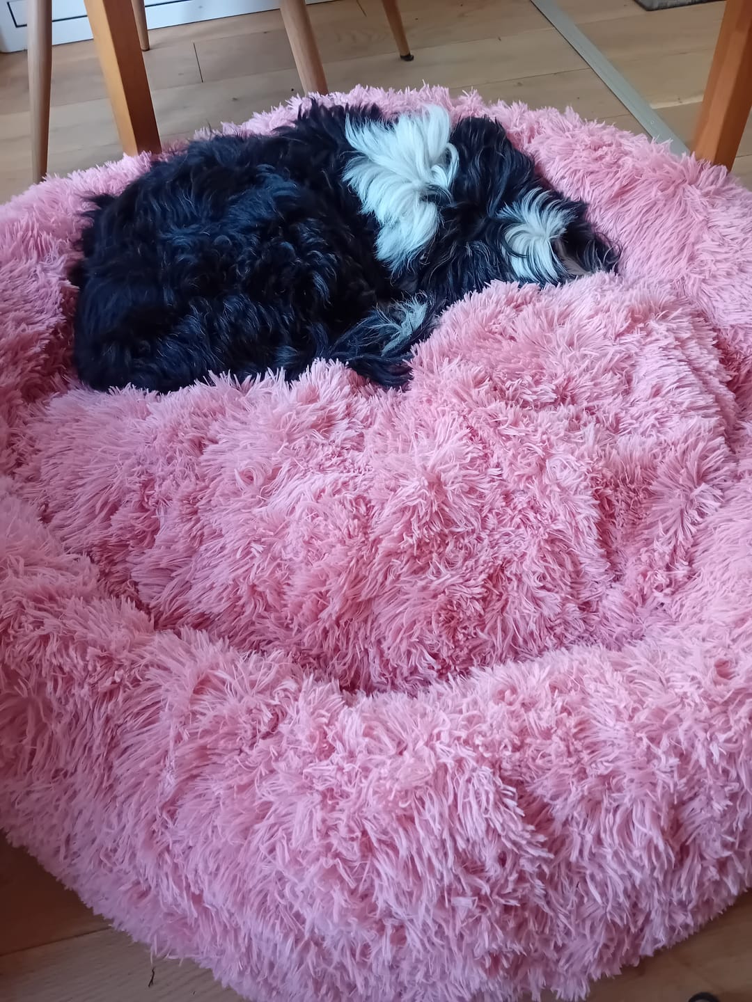Customer photo review of Puppery Hundebett Wolke 7 - Das Original
