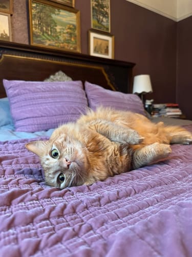 Customer photo review of Cloudii Comfort Align Pillow